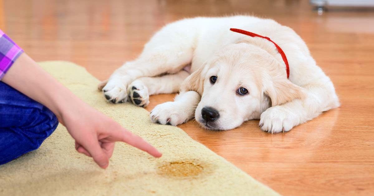 Voici comment éliminer l’odeur de l’urine de votre chien à la maison