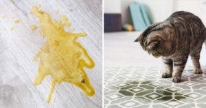 Voici comment empêcher votre chat d'uriner partout dans la maison