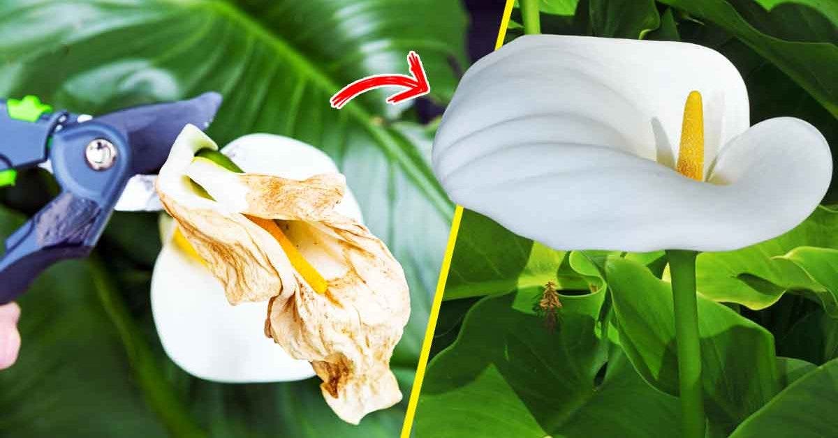 Voici comment entretenir l'arum blanc pour quil fleurisse parfume la maison et ne fane jamais_