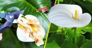 Voici comment entretenir l'arum blanc pour quil fleurisse parfume la maison et ne fane jamais_