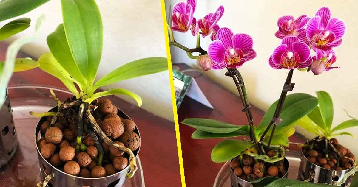 Voici comment entretenir les orchidees pour les conserver des annees