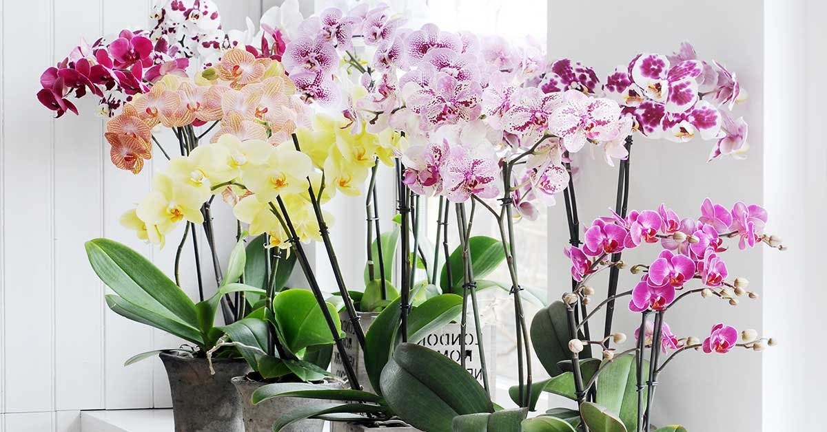 Voici comment entretenir les orchidées pour qu’elles refleurissent