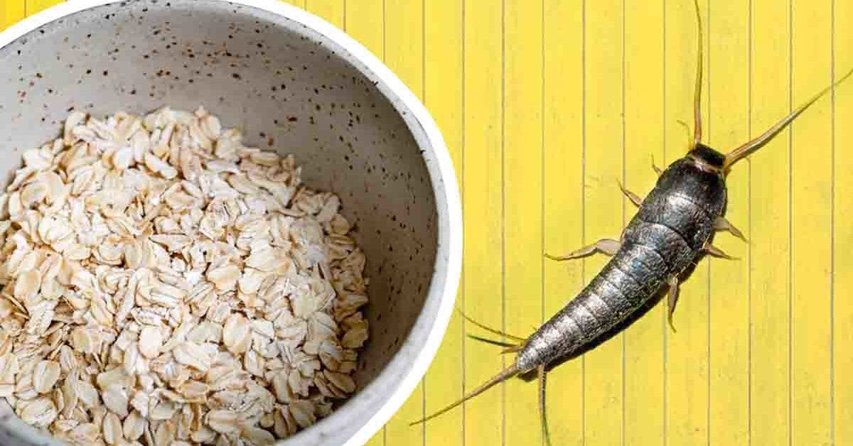 Voici comment éliminer le _poisson d'argent_ de votre maison pourquoi ne reviennent plus dans votre maison