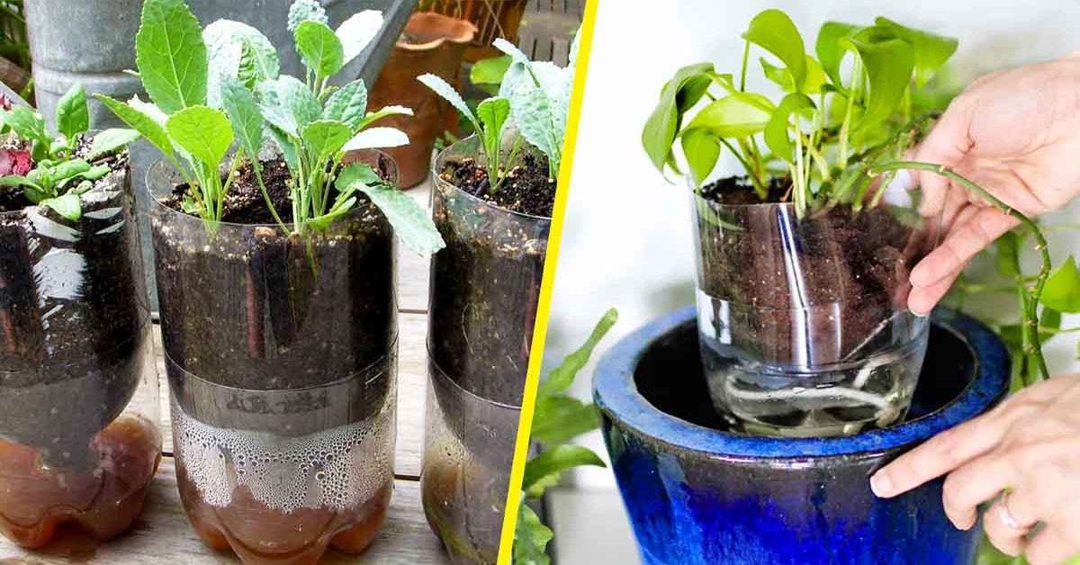 Pots De Plantes Auto Arrosants - Retours Gratuits Dans Les 90 Jours - Temu  France