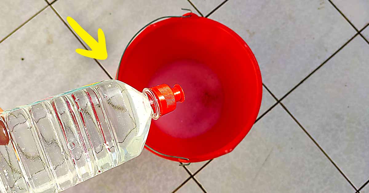 L’astuce pour enlever l’odeur d’urine et les poils de chat du canapé