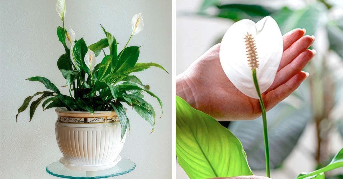 Berceau de Moïse (epiphyllum oxypetalum) 11 astuces pour l’entretenir et le faire fleurir