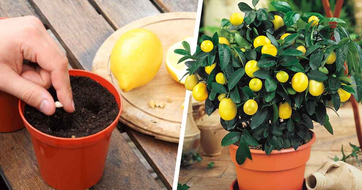 Comment faire germer des pépins de citron