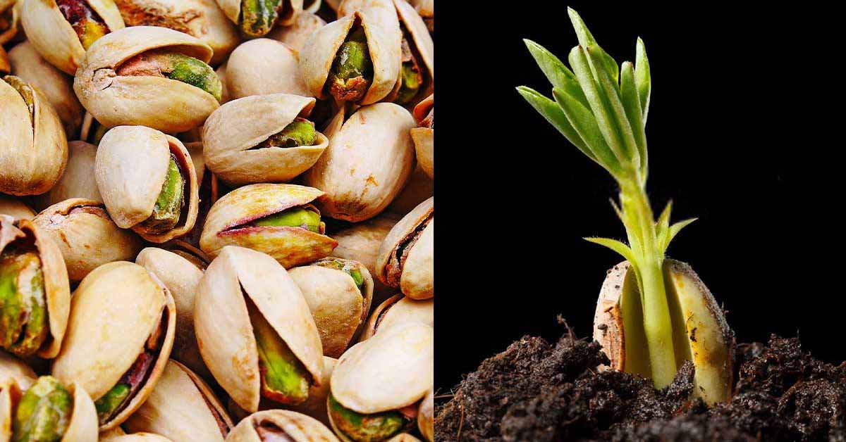 Voici comment faire germer et cultiver des pistaches en pot très facilement