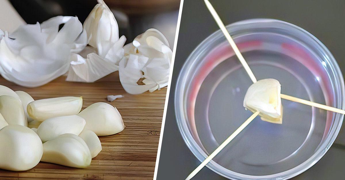 Comment faire pousser de l’ail en pot ou en jardinière