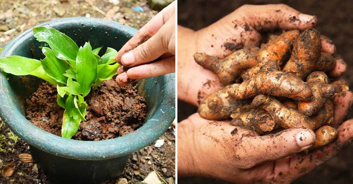 Here's How to Grow Turmeric So You Can Have Endless Supply at Home