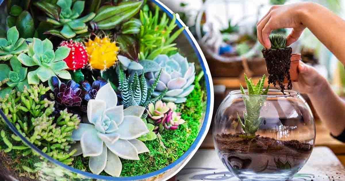 Voici comment faire votre propre terrarium avec des cactus et succulentes dans un aquarium