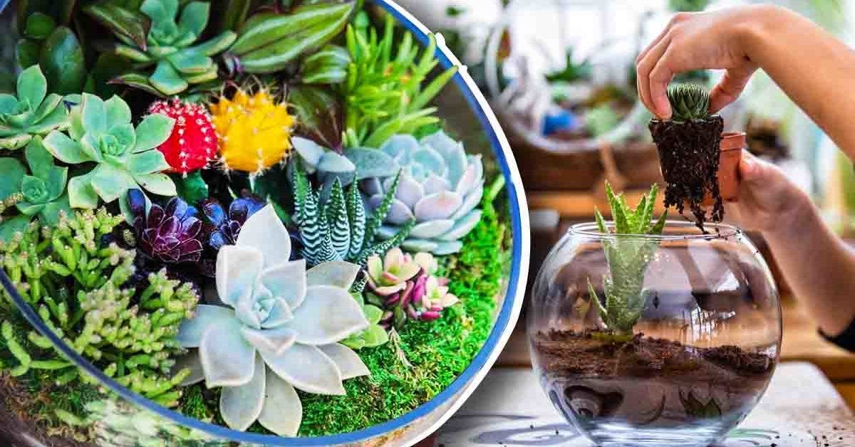 Terrarium plantes grasses et succulentes création de votre