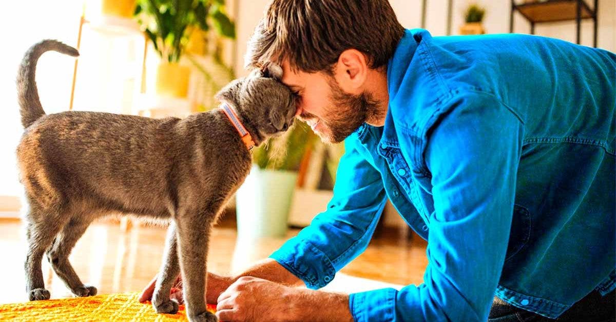 Voici comment les chats montrent leur affection pour leur maître avec ces 7 comportements attendrissants