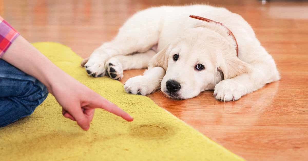 Voici comment nettoyer l’urine du chien sur un tapis