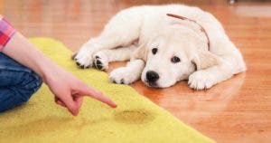 Voici comment nettoyer l’urine du chien sur un tapis