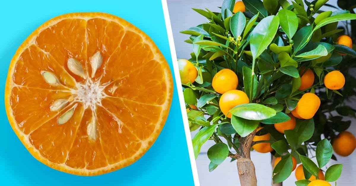 Voici comment obtenir des mandarines à l'infini à partir d’un seul fruit