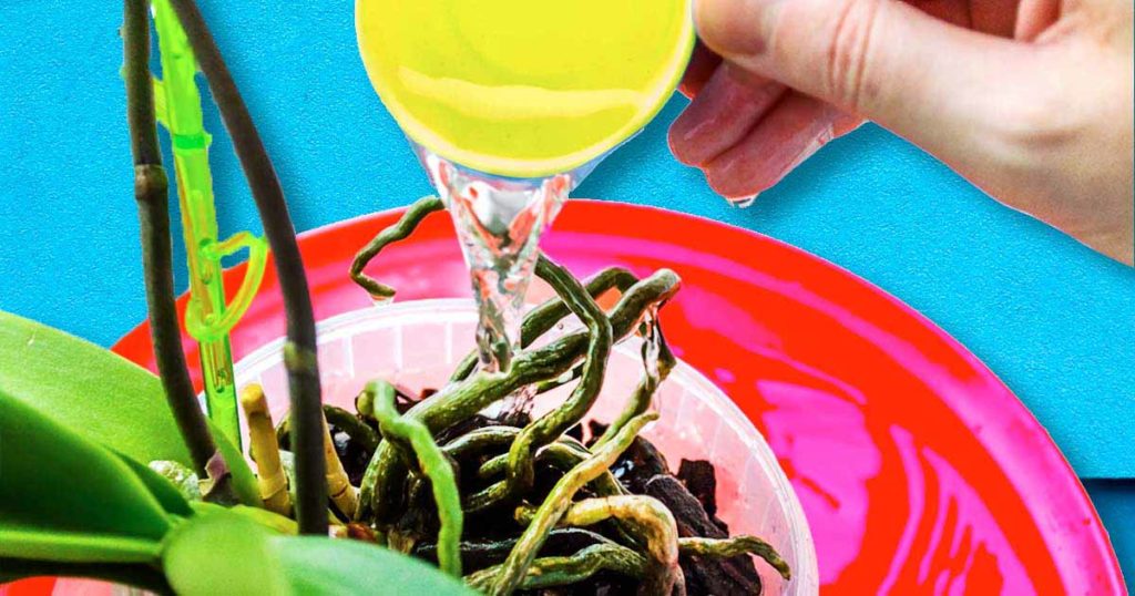 Comment faire pousser de belles orchidées à la maison ? 4 secrets à