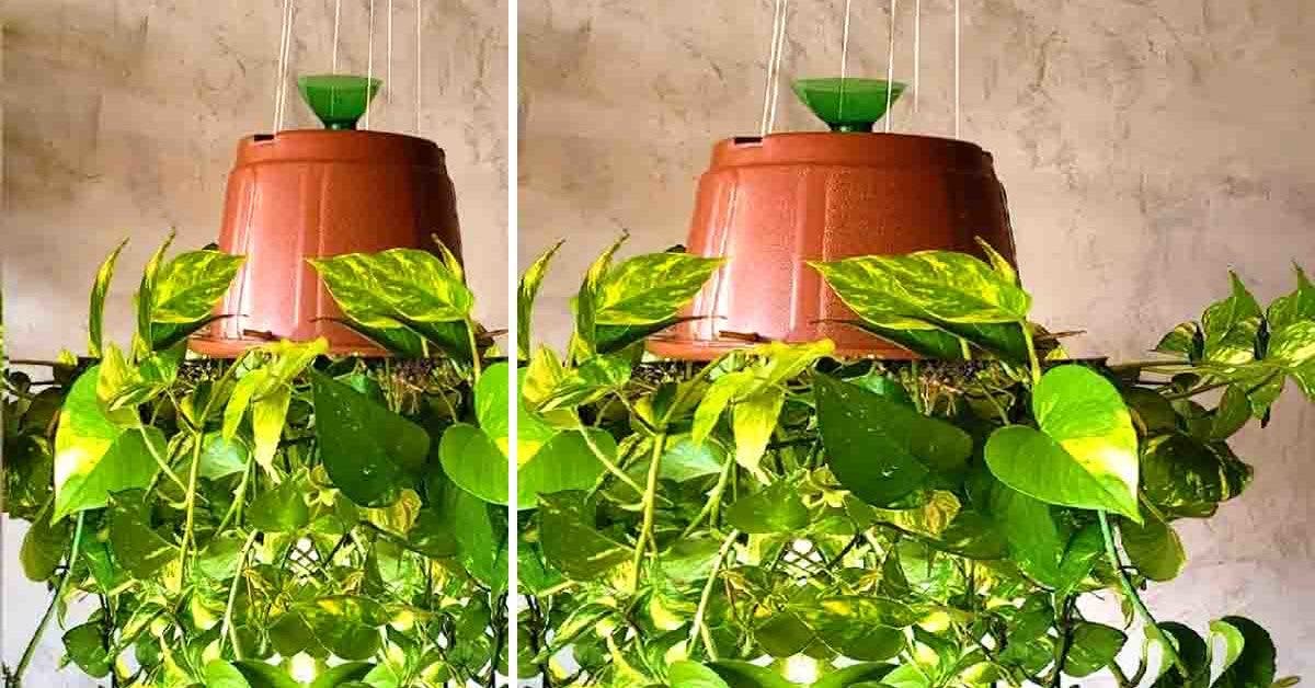 Voici comment planter à l'envers, la nouvelle manière de faire pousser les  plantes