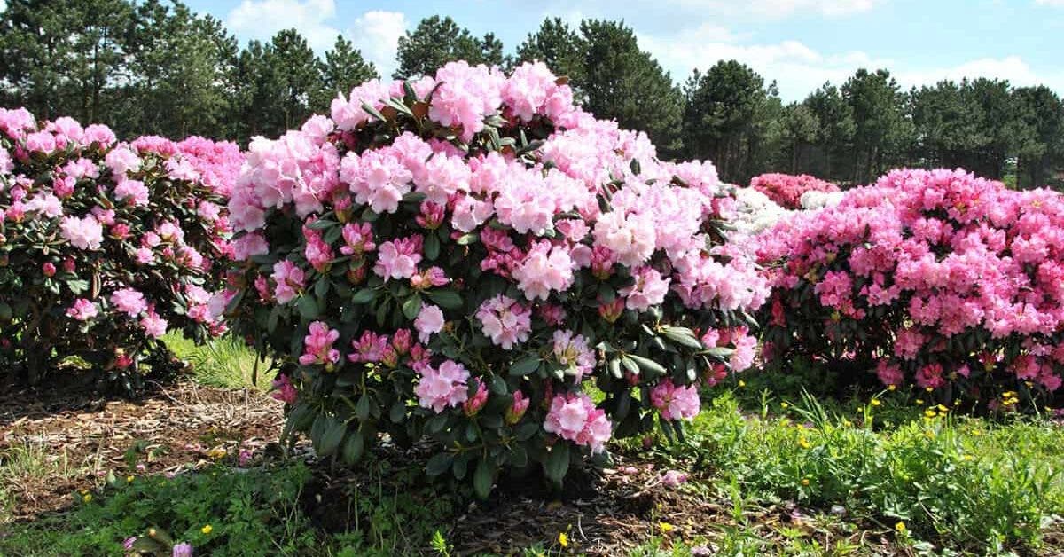planter un rhododendron à la maison