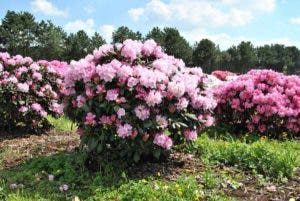 planter un rhododendron à la maison