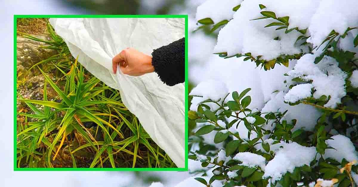 Voici comment protéger les plantes du gel et du froid en décembre