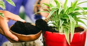 Voici comment protéger vos plantes cultivées en mai des pucerons et des parasites