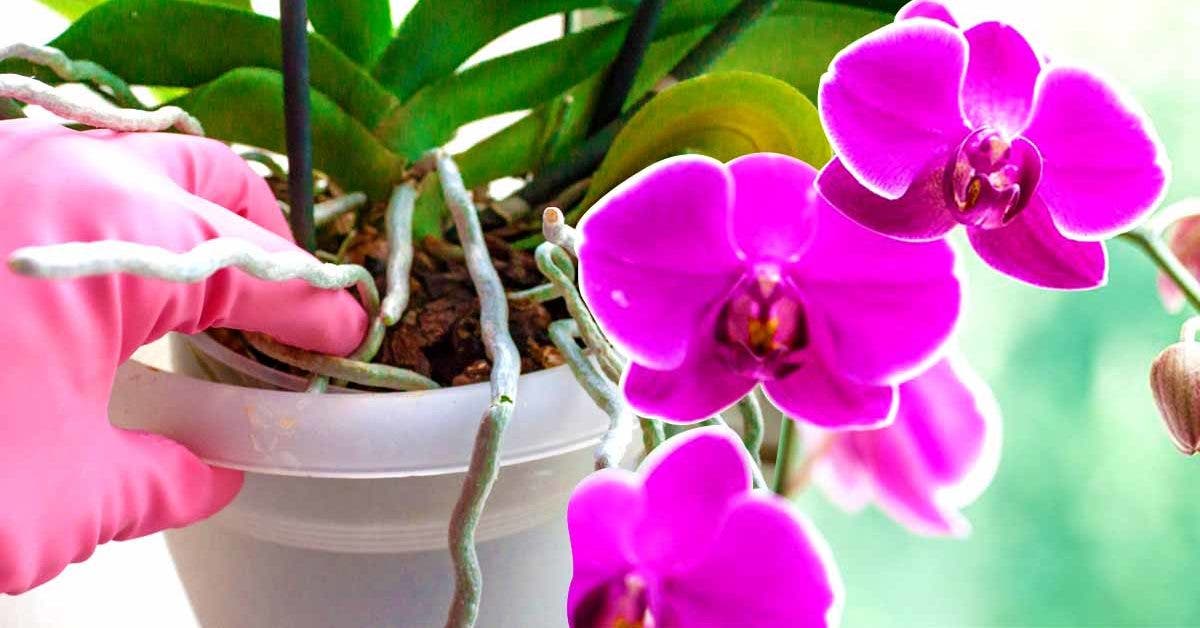 Voici comment récupérer une orchidée avec des racines pourries2