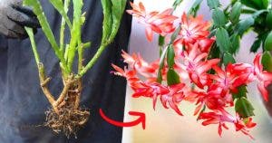 Voici comment reproduire une orchidée cactus à partir de tiges