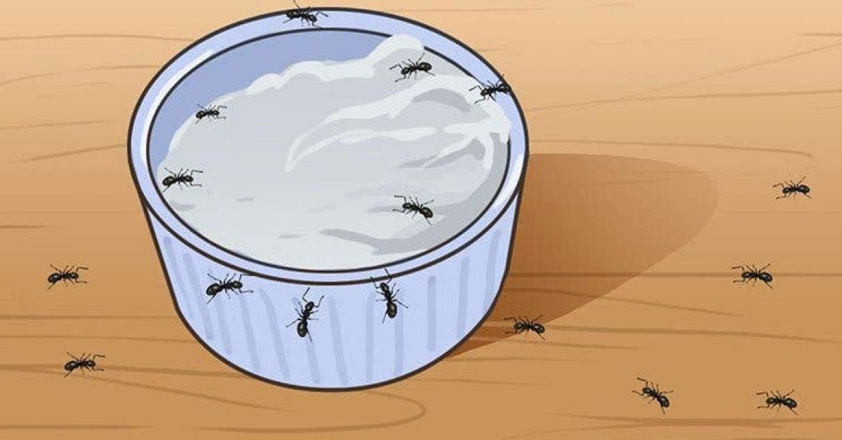 Voici comment se débarrasser des fourmis pour toujours