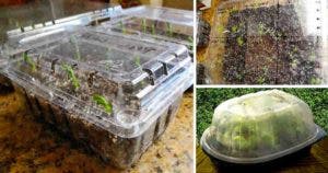 Voici comment transformer les boites en plastique en mini serres pour faire pousser les plantes