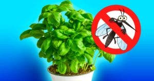 Voici la plante que vous devez avoir pour dire adieu aux insectes dans votre maison cet été