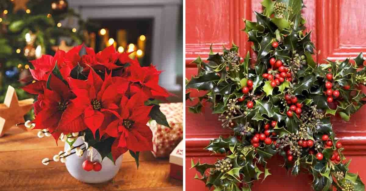 Voici les 8 plus belles plantes de Noël à offrir et à cultiver chez soi  pour les fêtes de fin d'année