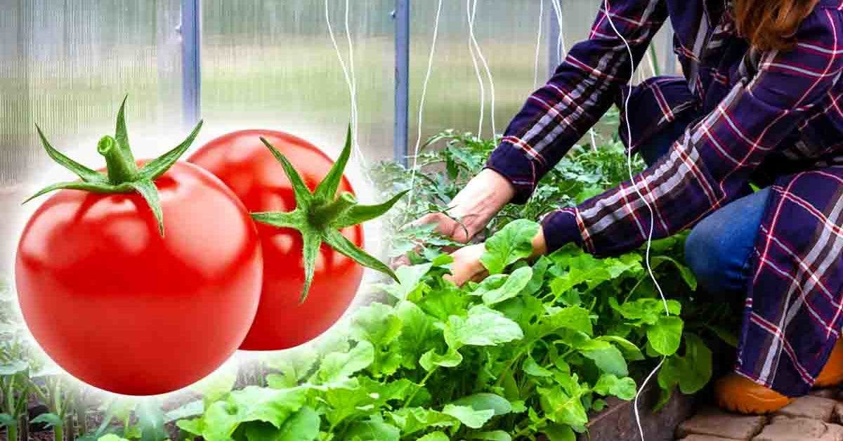 Voici les plantes qu'il faut éviter de cultiver près des tomates
