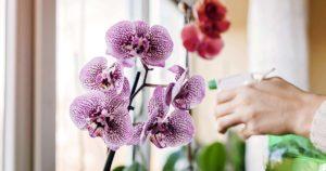 Voici l’ingrédient avec lequel vous devez arroser vos orchidées pour les faire fleurir