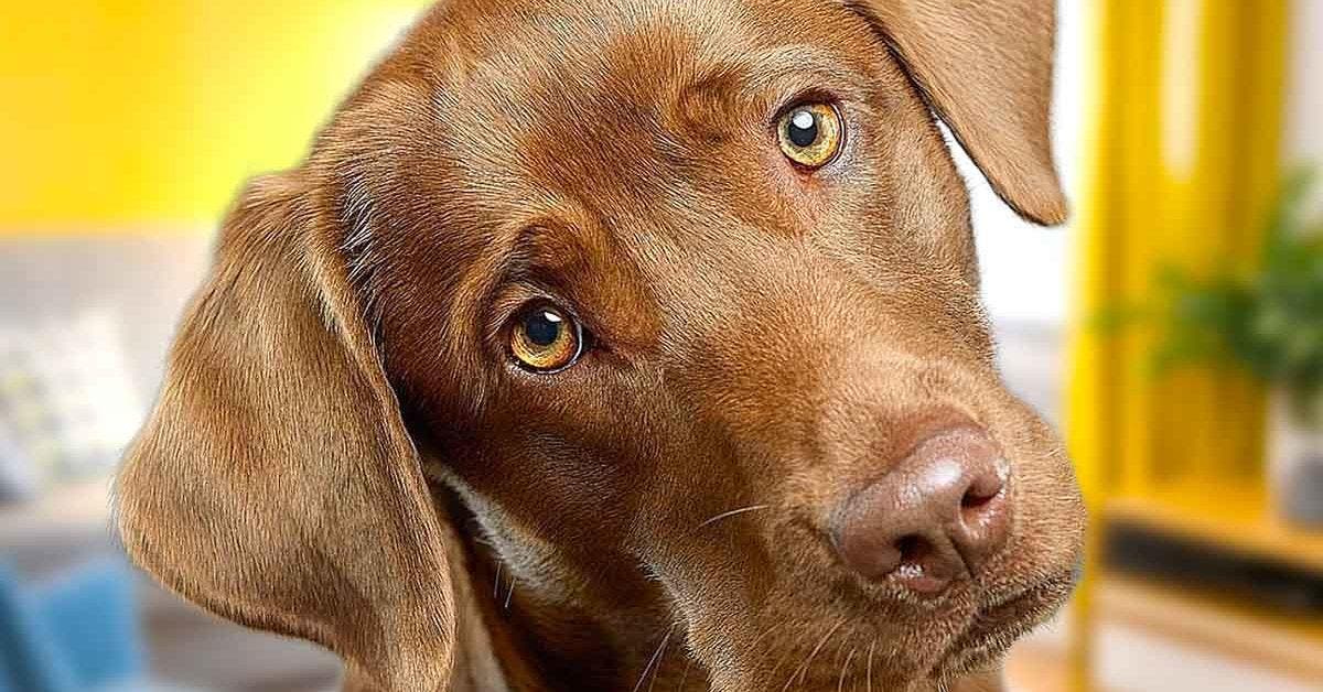 _Voici pourquoi les chiens inclinent la tête1