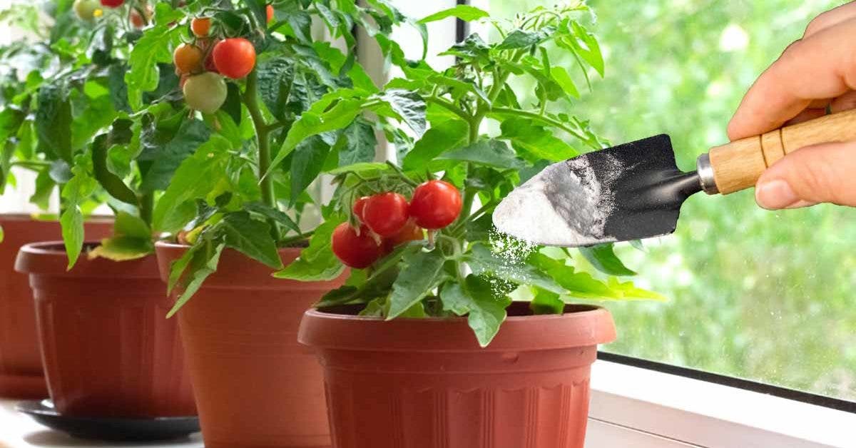 Voici pourquoi les jardiniers expérimentés utilisent du bicarbonate de soude pour les semis de tomates
