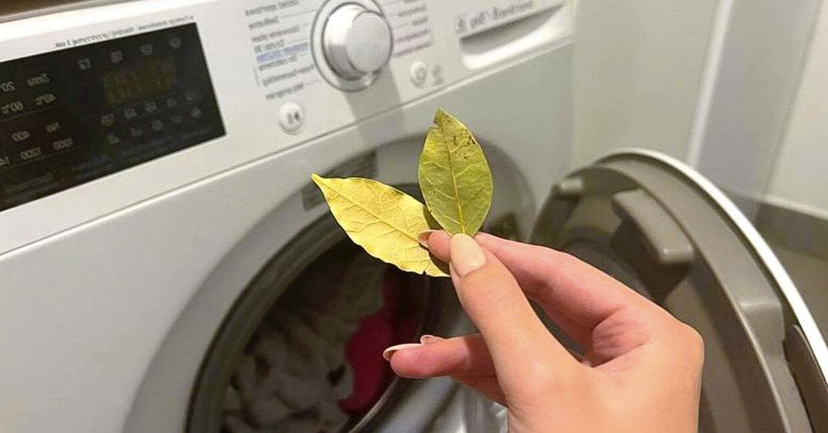 Voici pourquoi vous devez ajouter des feuilles de laurier dans la machine pendant le lavage