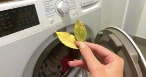 Voici pourquoi vous devez ajouter des feuilles de laurier dans la machine pendant le lavage