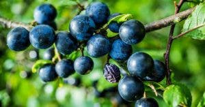 Voici tout ce que vous devez savoir sur le prunellier