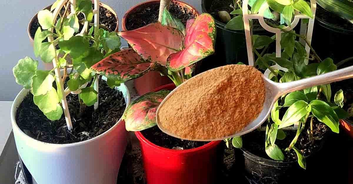 Voila ce qui arrive lorsque vous versez une cuillère à café de cannelle sur vos plantes