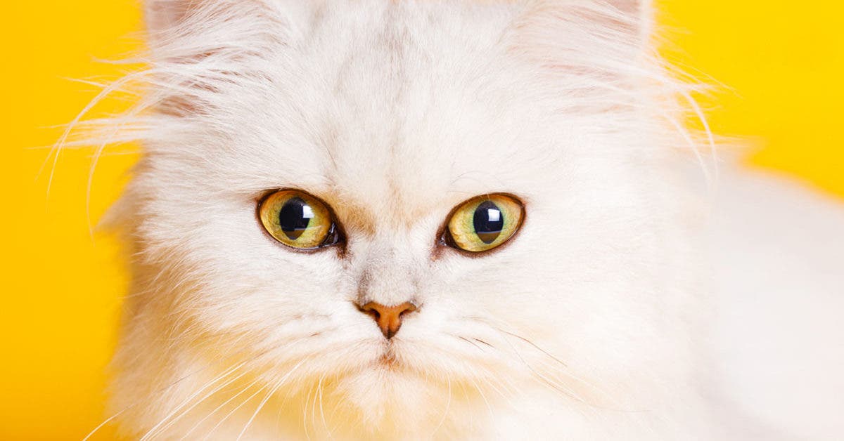 Votre chat vous fixe souvent des yeux ? Ce regard en dit plus long que vous ne le pensez