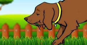 Votre chien mange de l'herbe ? Les spécialistes décryptent ce qui se cache derrière ce comportement