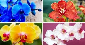 Vous avez reçu une orchidée en cadeau