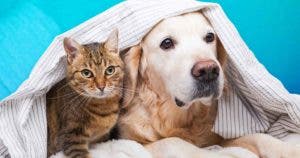 Vous avez un chien et un chat a la maison _ Voici ou vous devez mettre la litiere et la gamelle du felin