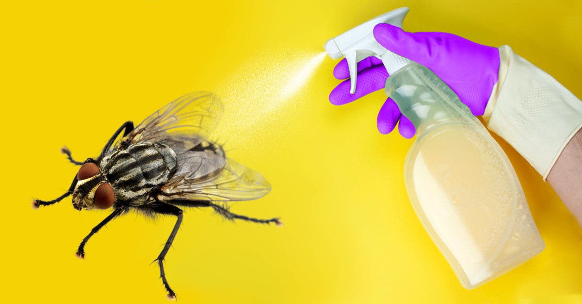10 trucs pour éloigner les mouches et les faire fuir à l'extérieur -  L'Avenir