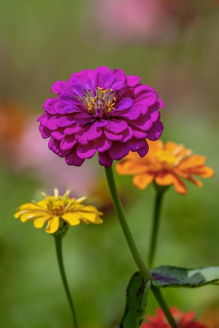 Zinnia naranja, amarilla y morada