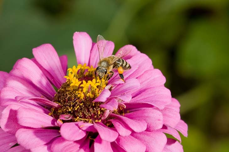 abeille nectar fleur