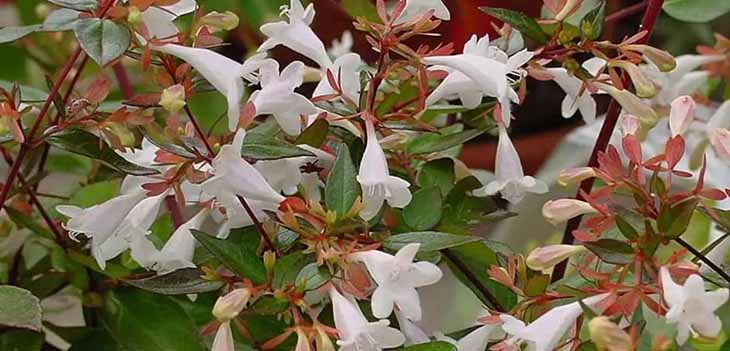 abelia flores grandes