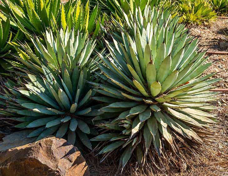 agave