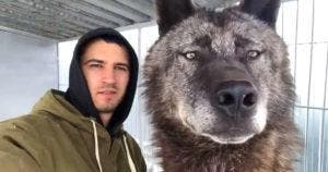 Akela, le loup géant d'Andrey Musienko : Une relation exceptionnelle entre l'homme et le sauvage